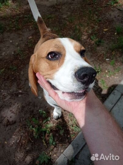 Бигль вязка