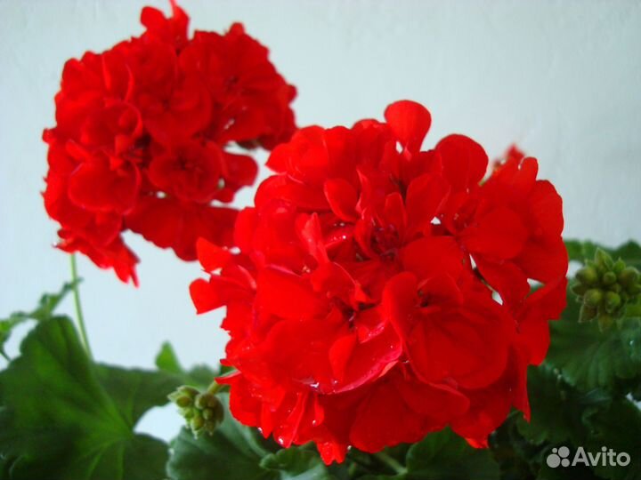 Пеларгония (герань) Ainsdale Duke