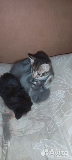 Котенок в дар бесплатно