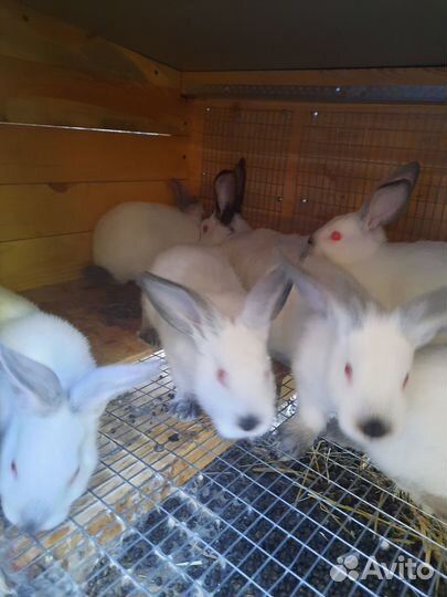 Калифорнийские кролики