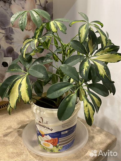 Комнатные растения