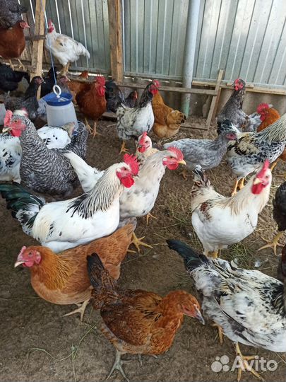 Домашние молодые петухи