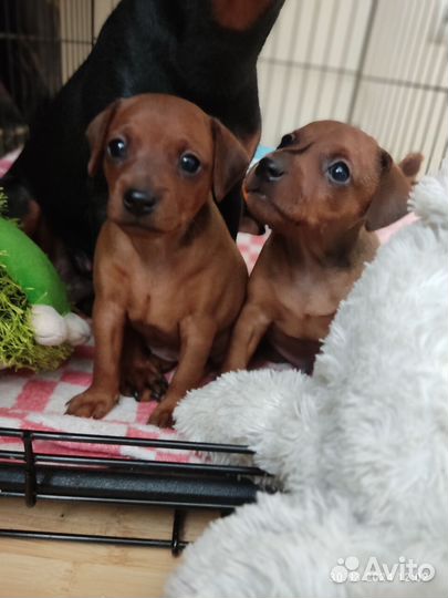 Щенки Цвергпинчера