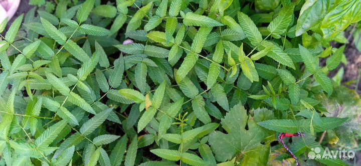 Гибрид(Клубника- малина), саженцы