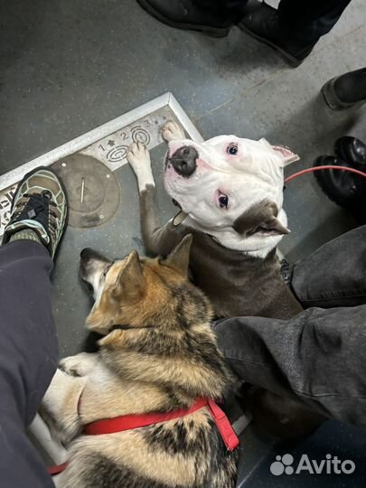 Выгул передержка няня для собак