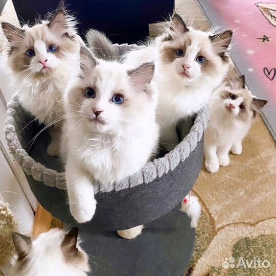Котята рэгдолл