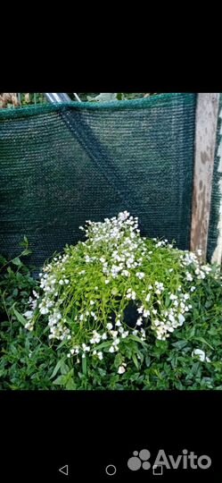 Колокольчик мини. Сорт Элизабет