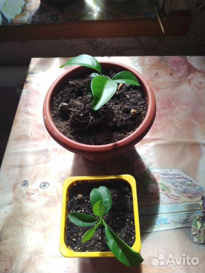 Мандаринчики укоренённые