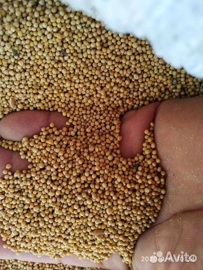 Горчица белая семена