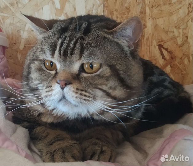 Вязка есть котята