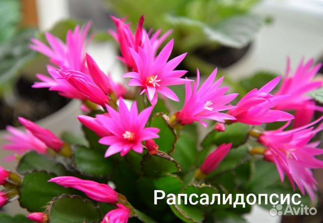 Рапсалидопсис