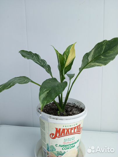 Комнатные растения Спатифиллум Женское счастье