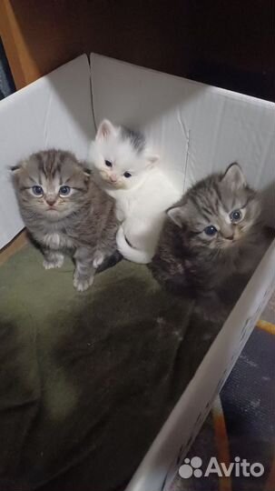 Котята в добрые руки