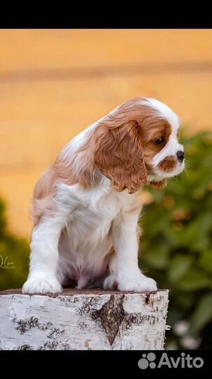 Щенки Кавалерчики РКФ