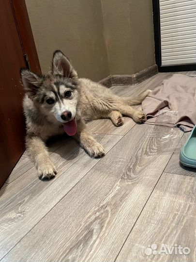 Хаски в добрые руки