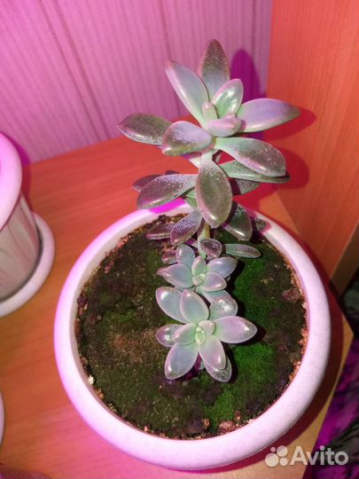 Суккуленты