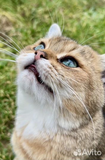 Вязка с котом