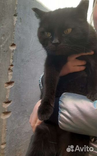 Кошки и коты в добрые руки