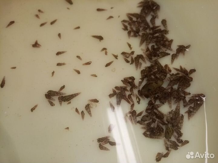 Улитка милания