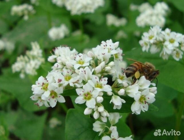 Мед 24 года Алтайский опт