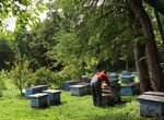 Пчёлы, пчелопакеты, сушь, пасека