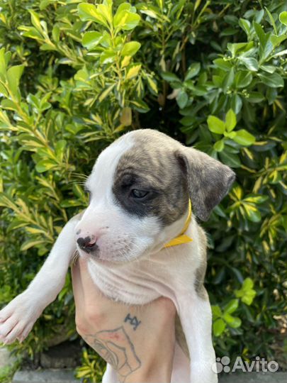 Щенки питбуля