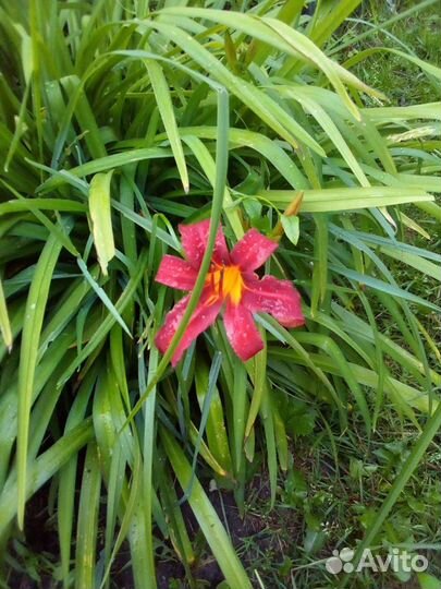 Многолетние цветы