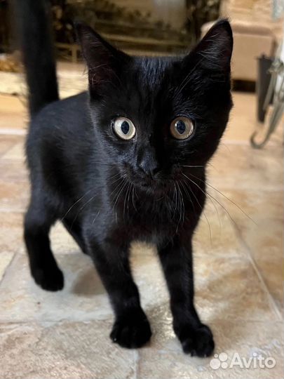 Котик в добрые руки