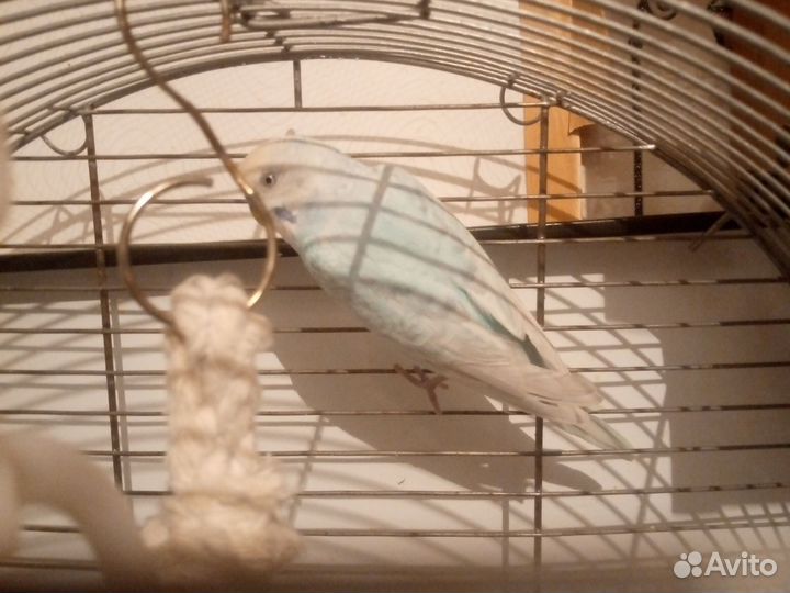 Попугаи Волнистые