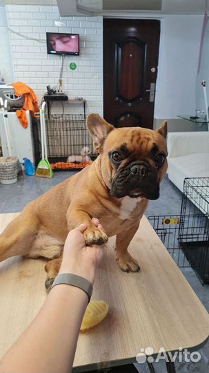 Требуются модели на стрижку собак