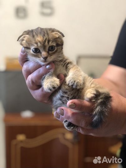 Котята девочки 1,5 месяца в добрые руки