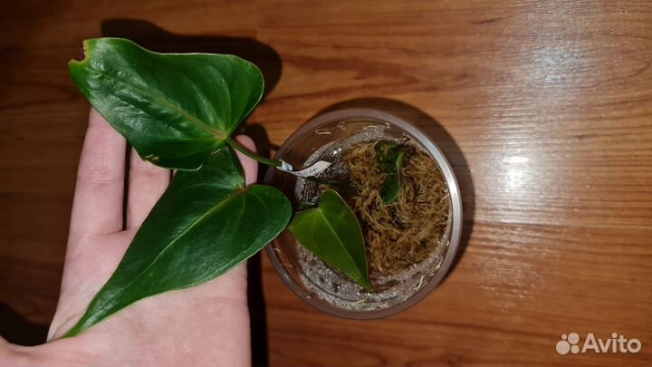 Анткриум Колорадо