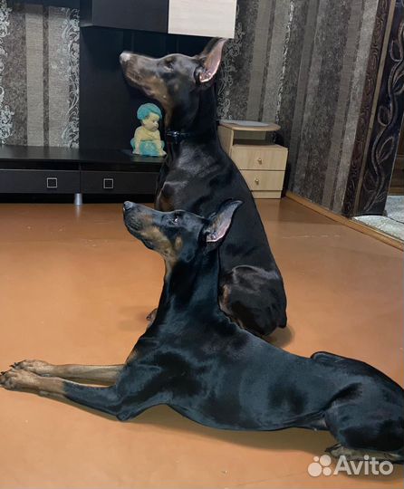 Собаки щенки добермана