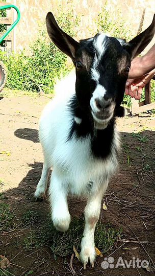 Камерунские козлики без брака