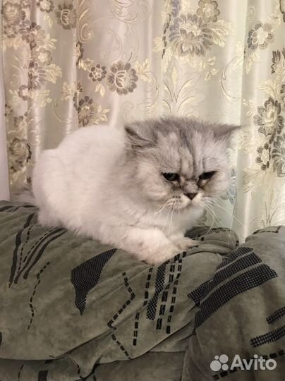 Персидская, донской сыинкс