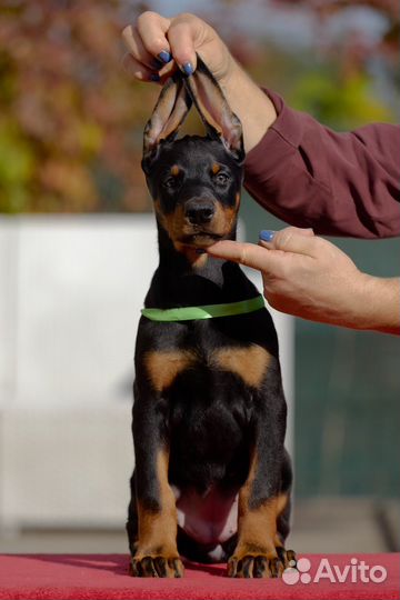 Щенки добермана