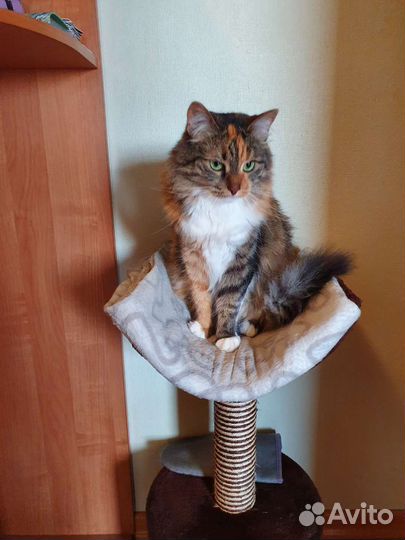 Кошка в добрые руки бесплатно