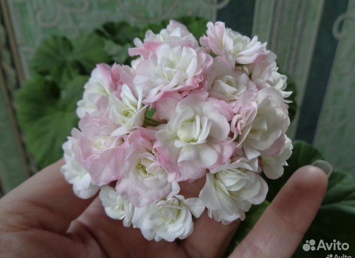 Замиокулькас Зензи,Равен,мандарин,пеларгония