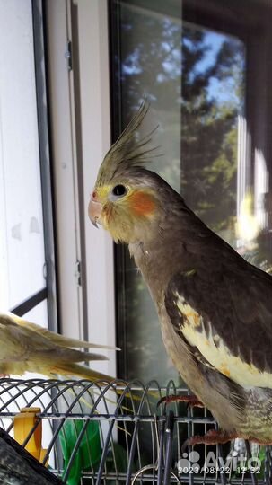 Птенец корелла