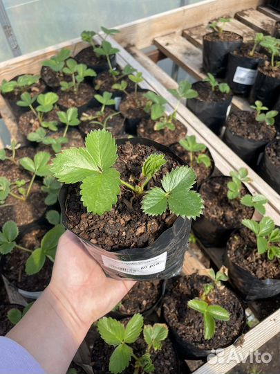 Плодовые деревья