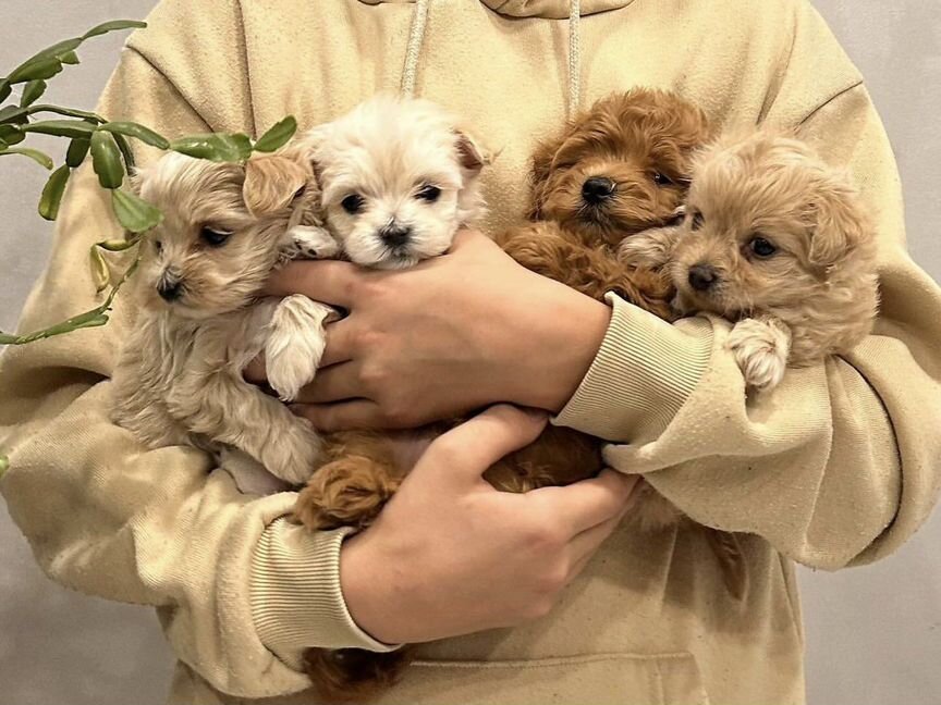 Maltipoo mini-мальтипу