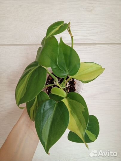 Филодендрон бразил, Эпипремнум хэппи лиф