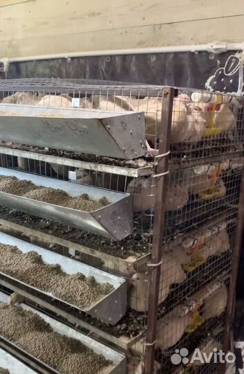 Перепела продажа