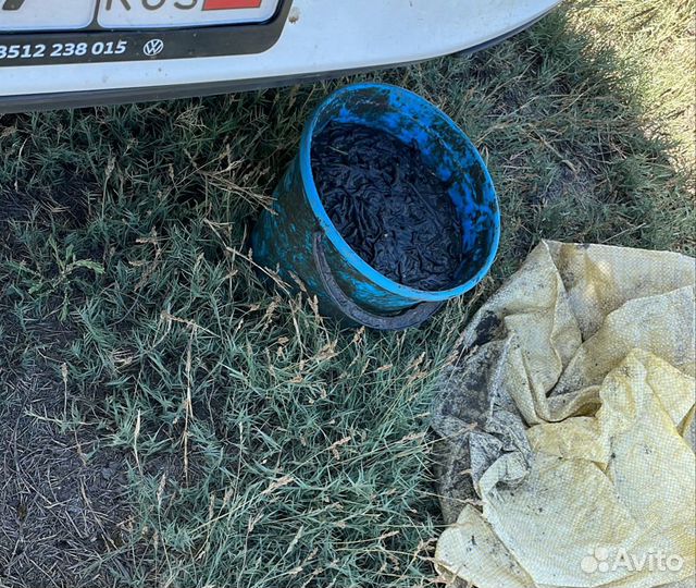 Черви зеленые