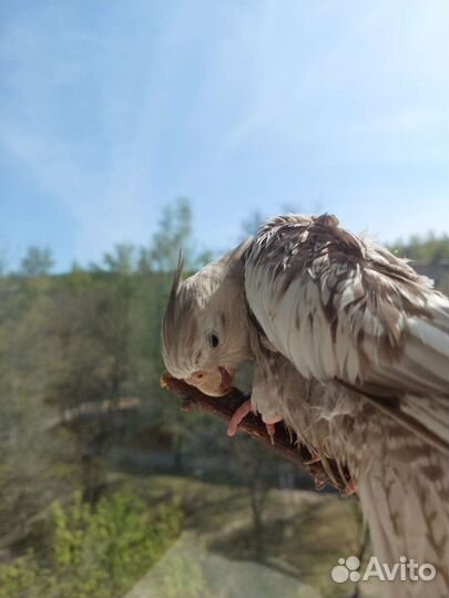 Попугай корелла