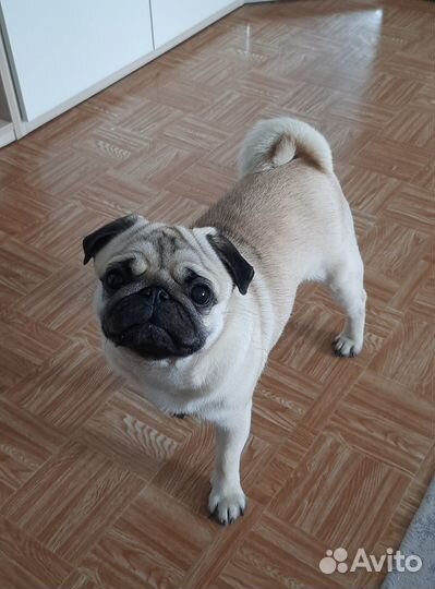 Мопс вязка мальчик