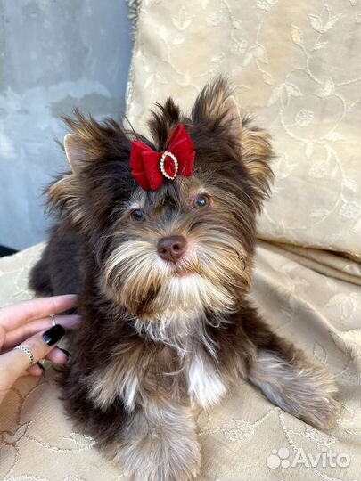 Мини мальчик и стандарт девочка шоколад