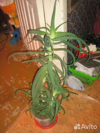 Алоэ древовидное 115 см гигантское