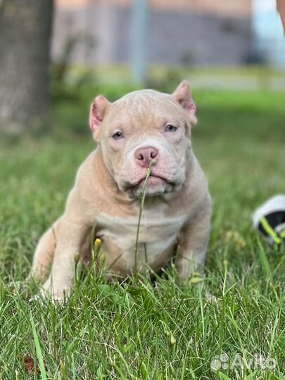 Американские булли лиловые мальчики покеты