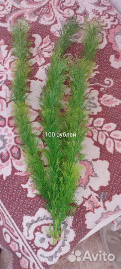 Аквариумные рыбки